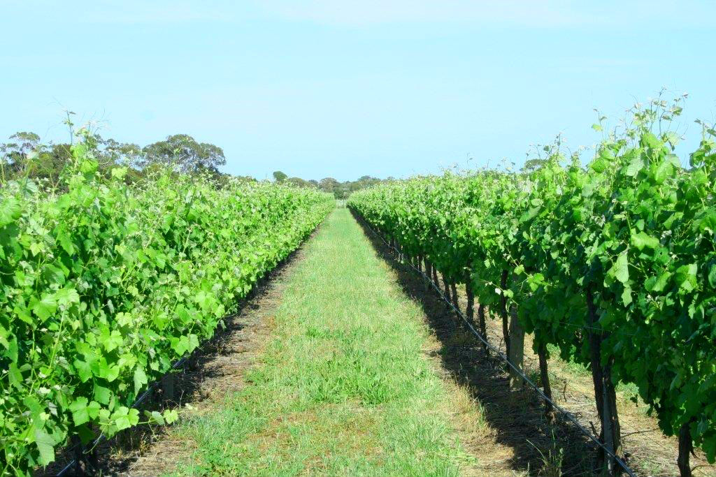 Vineyards